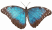Butterfly Blue Morpho H30r GIF.gif
