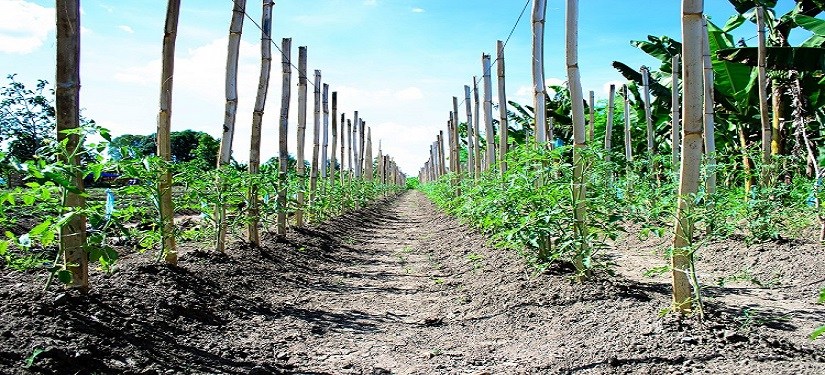 TOMATOES-2013-825-375-1.jpg