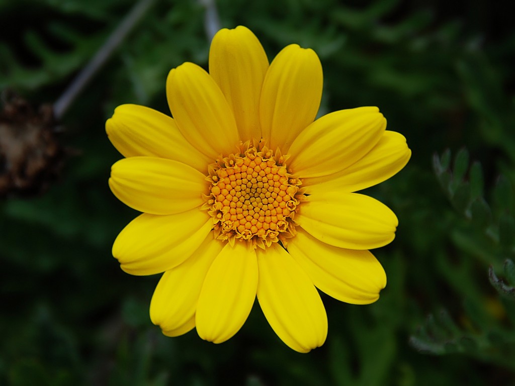 yellow-flower-1-1.jpg