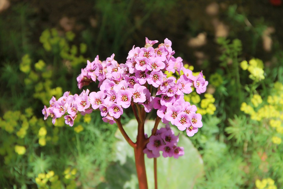 bergenia-3350555_960_720.jpg