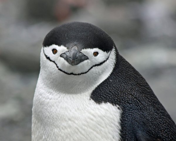 Chinstrap-Penguin.jpg