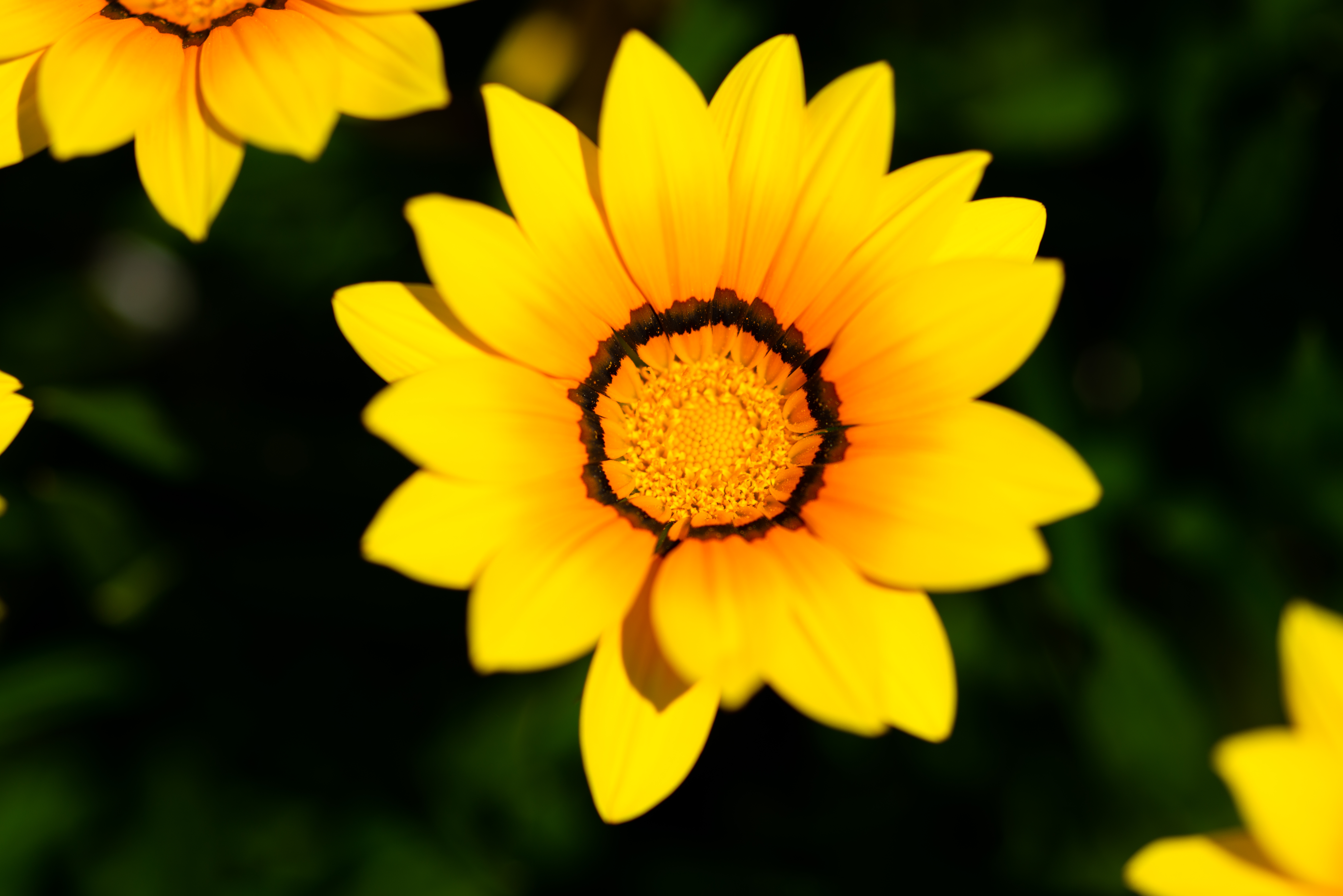 DSC_8811.jpg