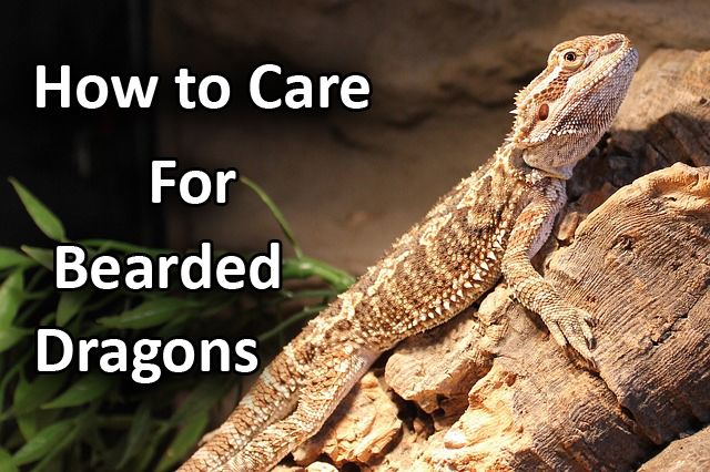 caring for bearded dragons.jpg