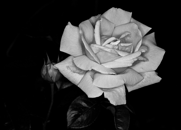 bw-rose2.jpg