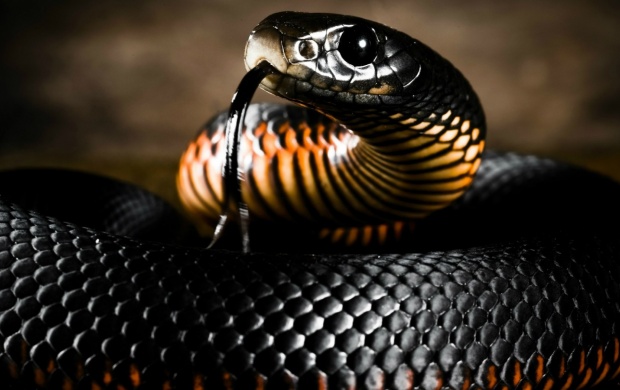 snake_head-t3.jpg