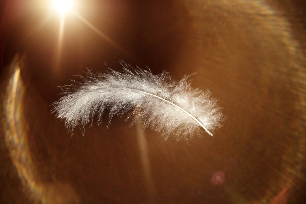 feather-647967_1280.jpg