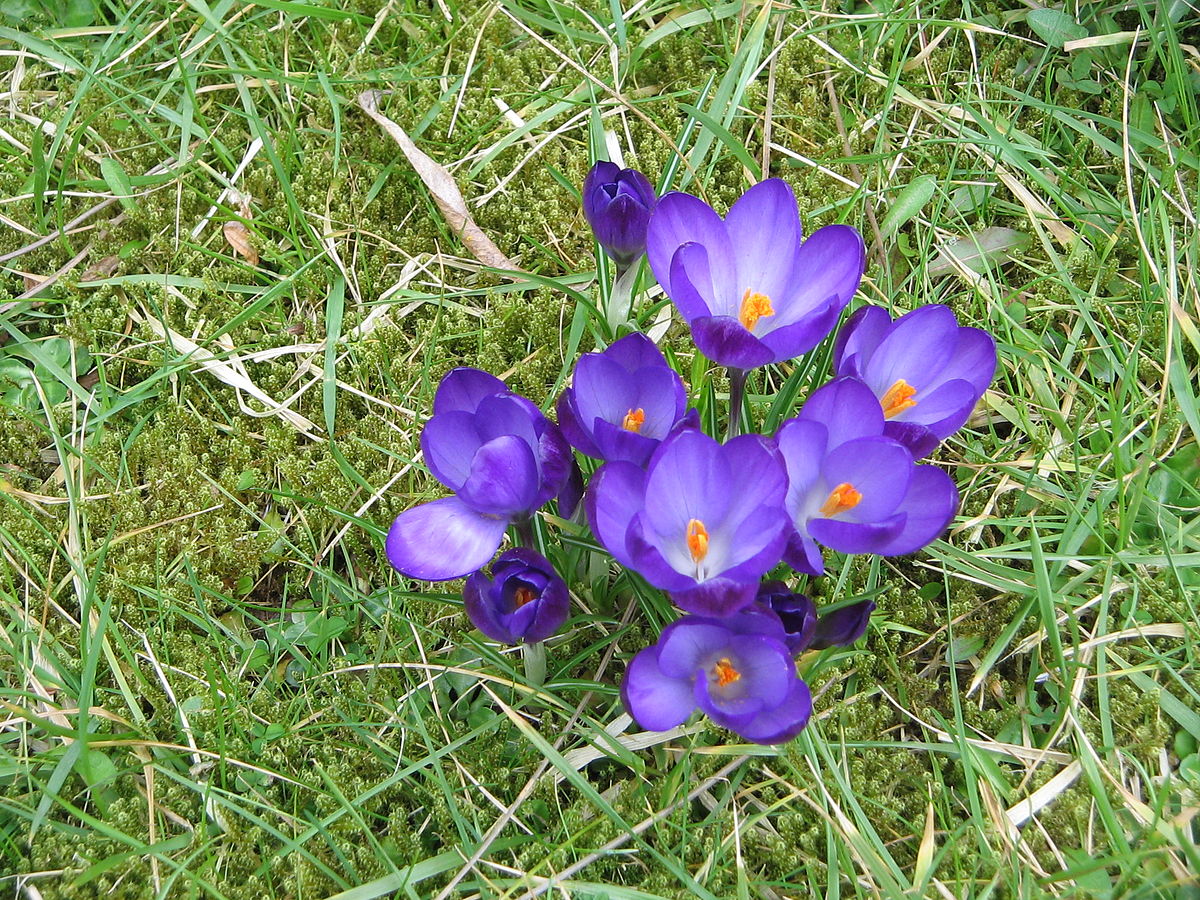 Crocus_tommasinianus_'Ruby_Giant'.jpg