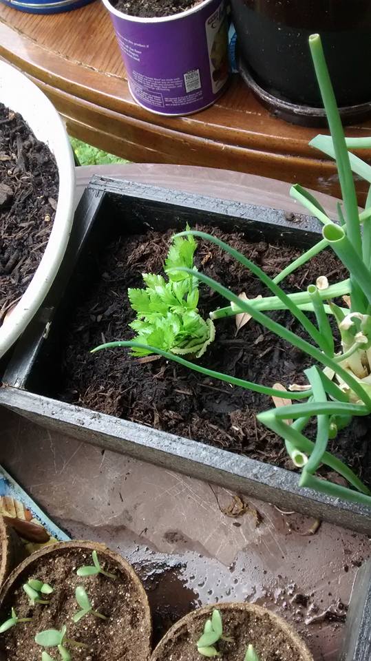 reclaim garden celery and scallions.jpg