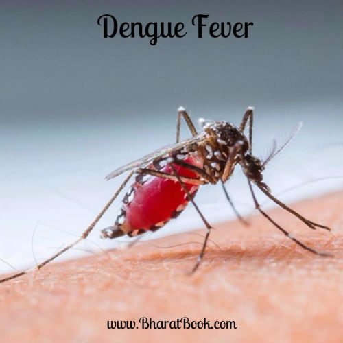 Dengue-Fever.jpg