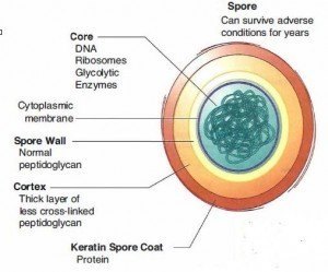 Bacterial-Spore-300x249.jpg