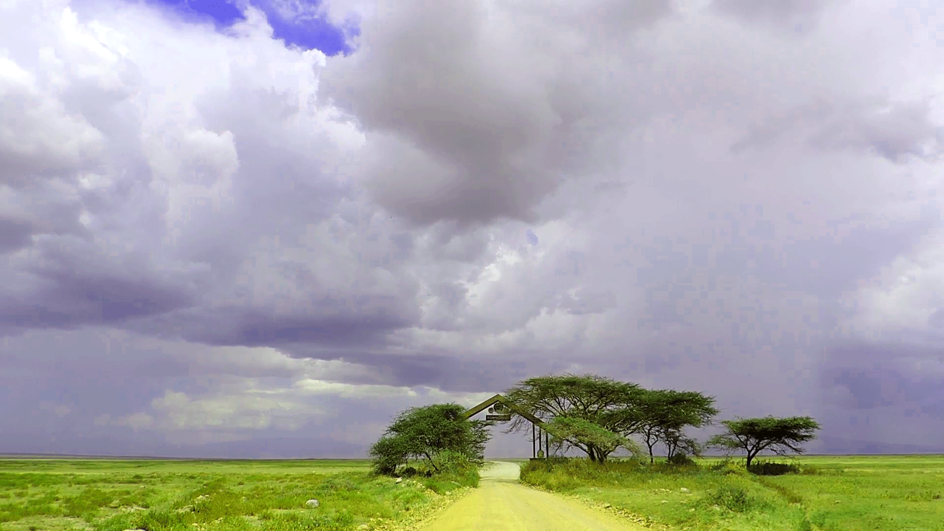 Serengeti-National-Park-Tan.gif