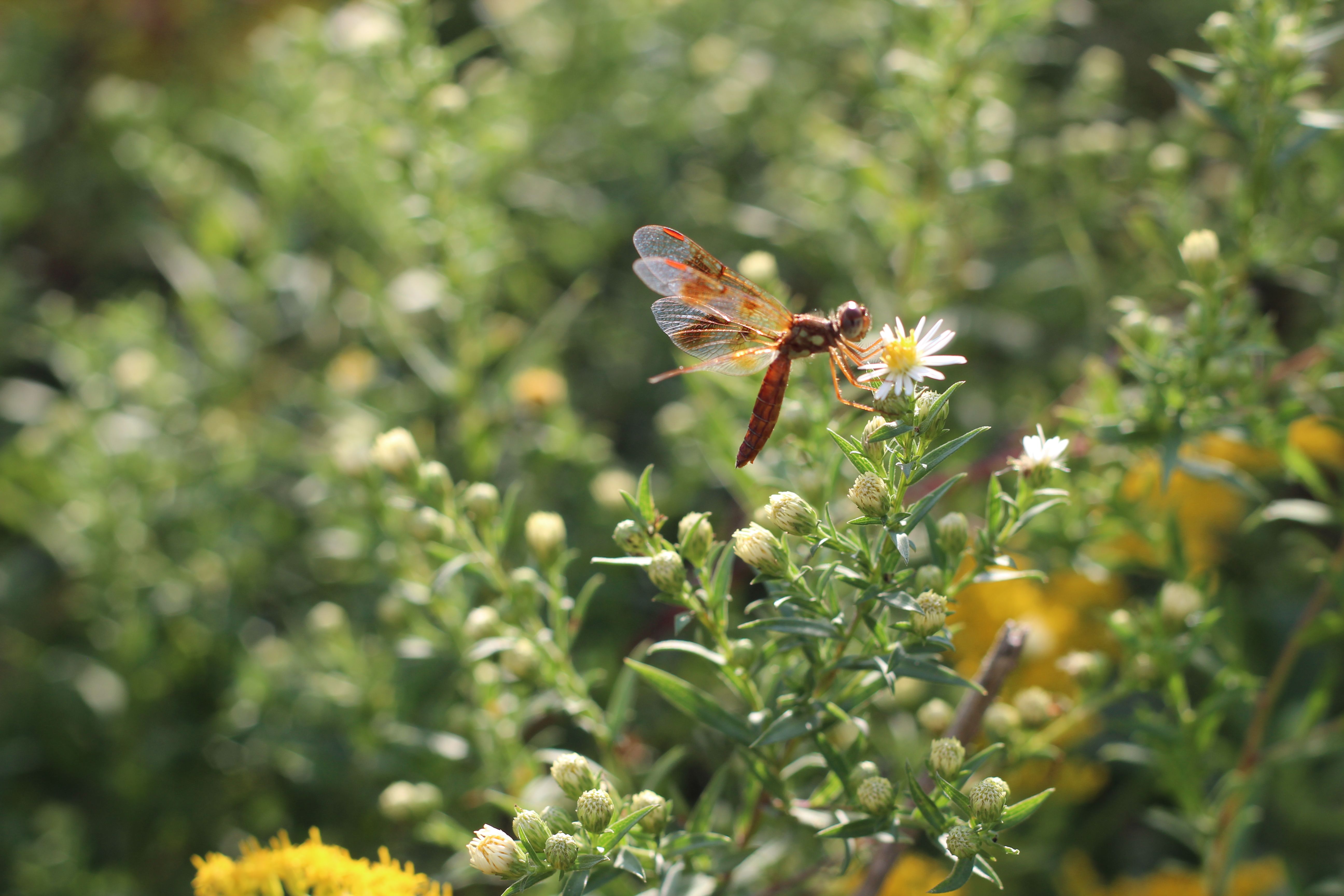 Halloween Pennant 2.JPG