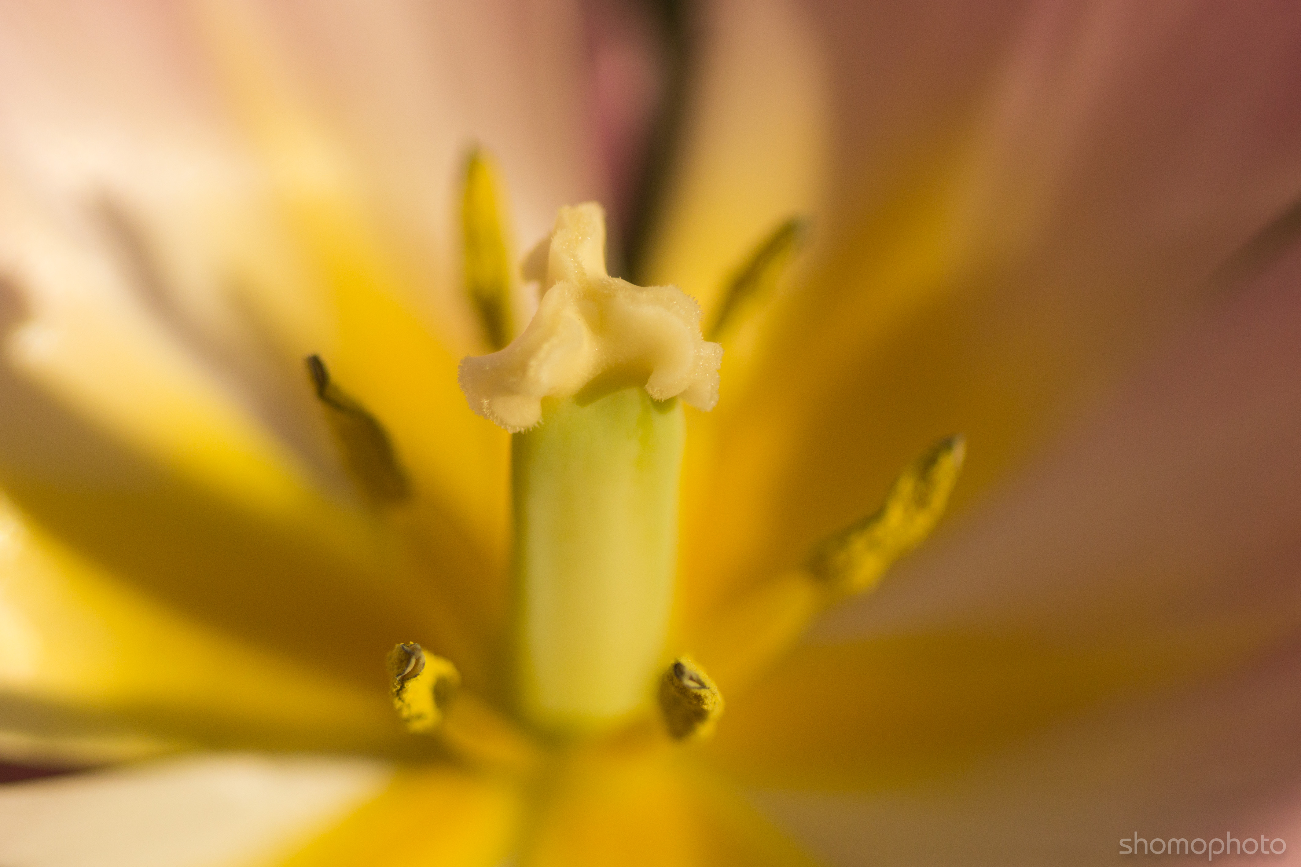 pink-tulips-macro-4.jpg