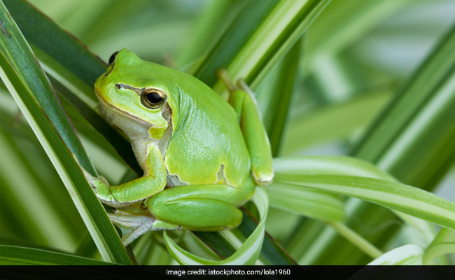 frog-eats-snake_650x400_71508305393.jpg