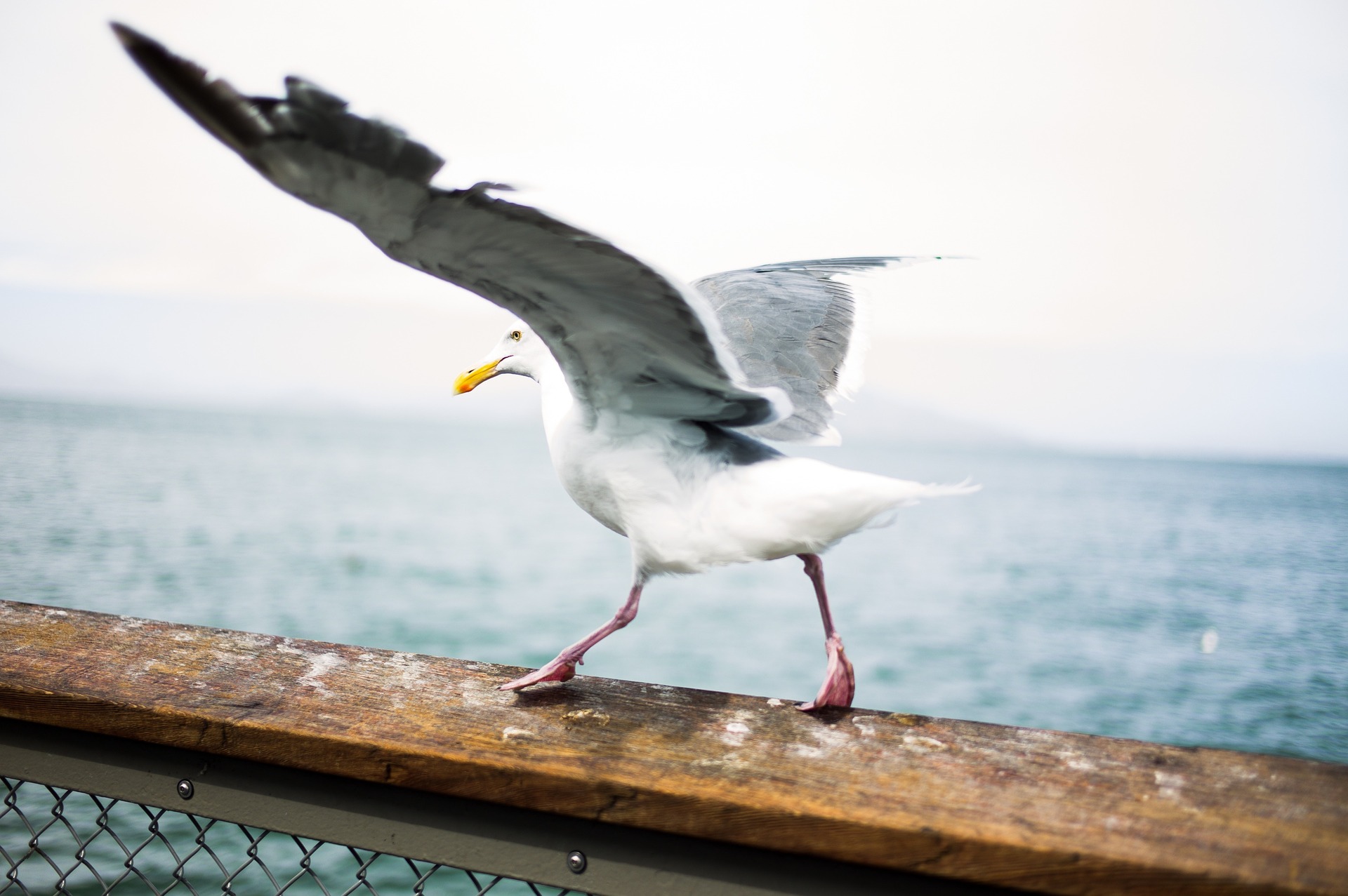 seagull-1209257_1920.jpg