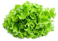 lettuce aquaponics.png