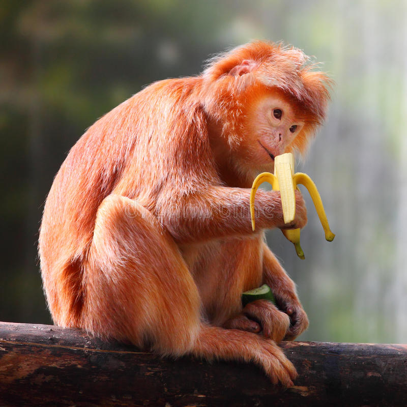 monkey-banana-javan-lutung-javan-langur-trachypithecus-auratus-eating-ripe-46479432.jpg