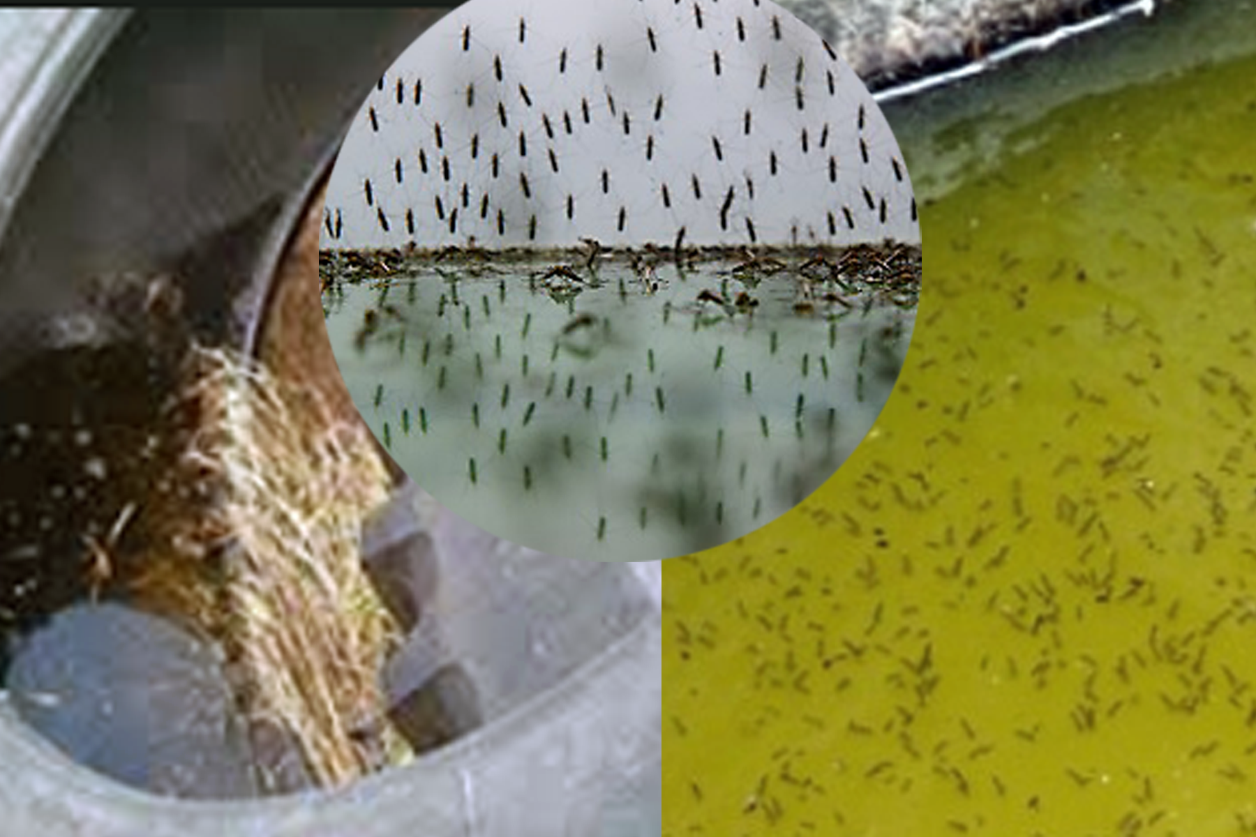 06.png