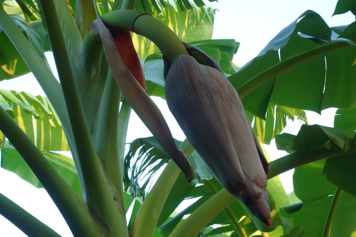 banana-growing-2.jpg