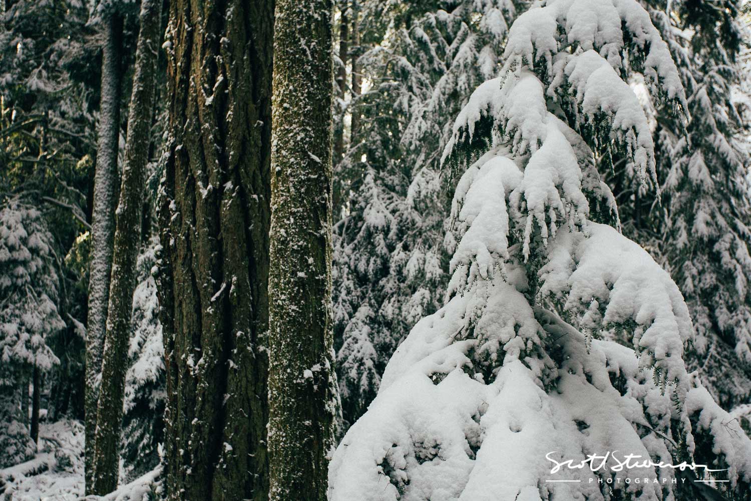 Cathedral Grove-3.jpg