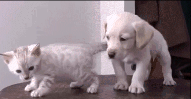 dog and cat.gif