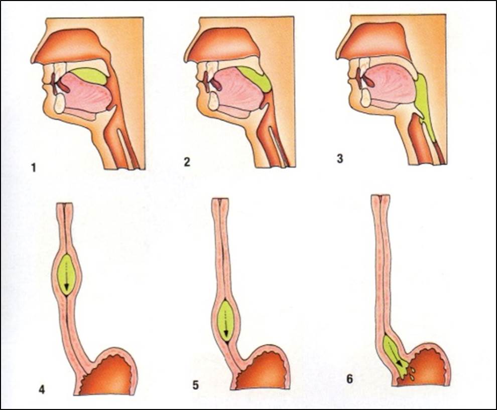 Deglución.jpg