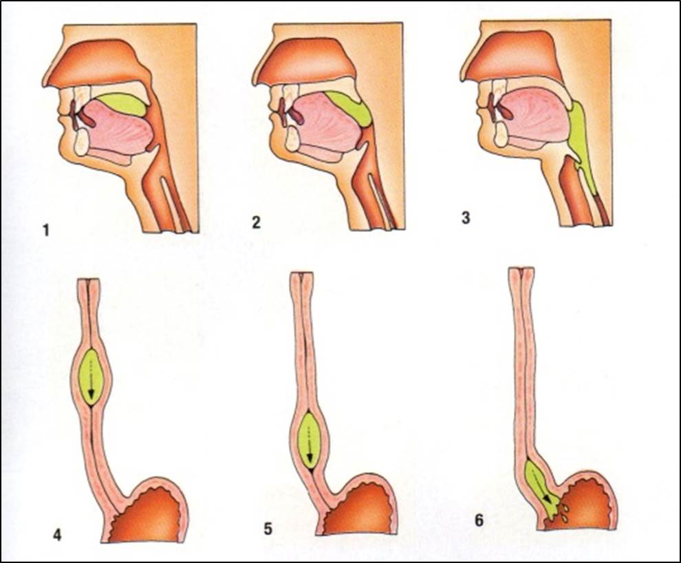 urethral opening meaning in hindi