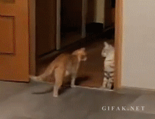 Top funny Cat Gifs of the Day by @aaaahhhh Laugh for life :)