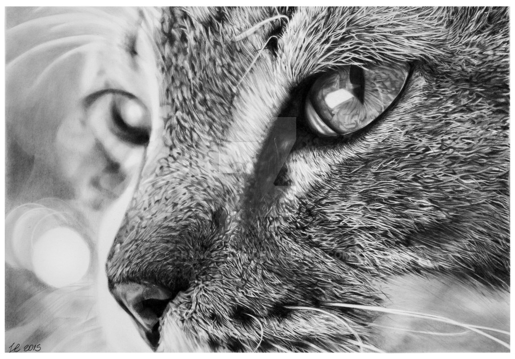 I Create Hyperrealistic Pencil Drawings Of Animals, Here Are 19 Of Them |  Bored Panda