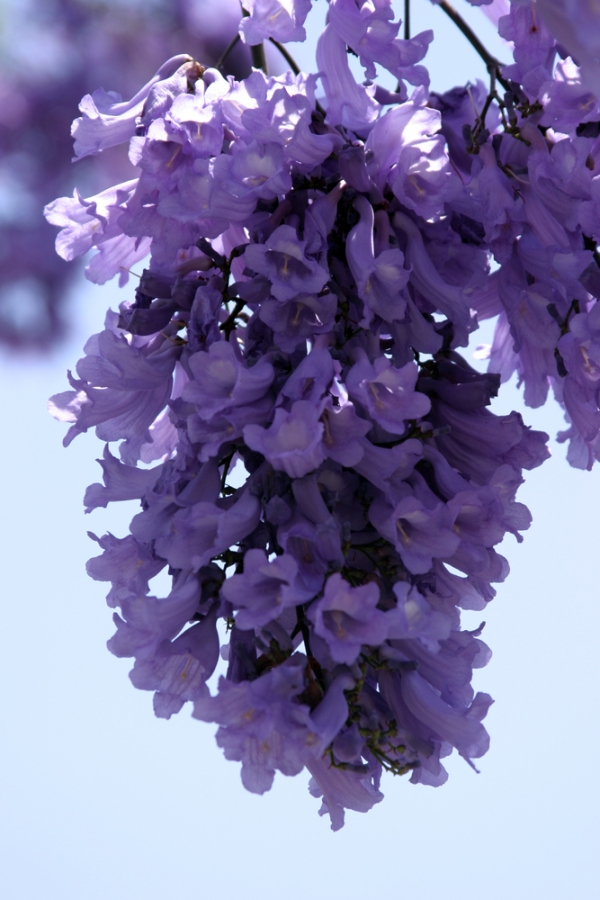violet tree jacaranda violet tree jacaranda