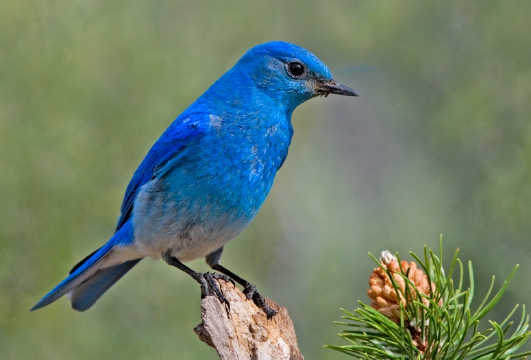 Mountain_Bluebird.jpg