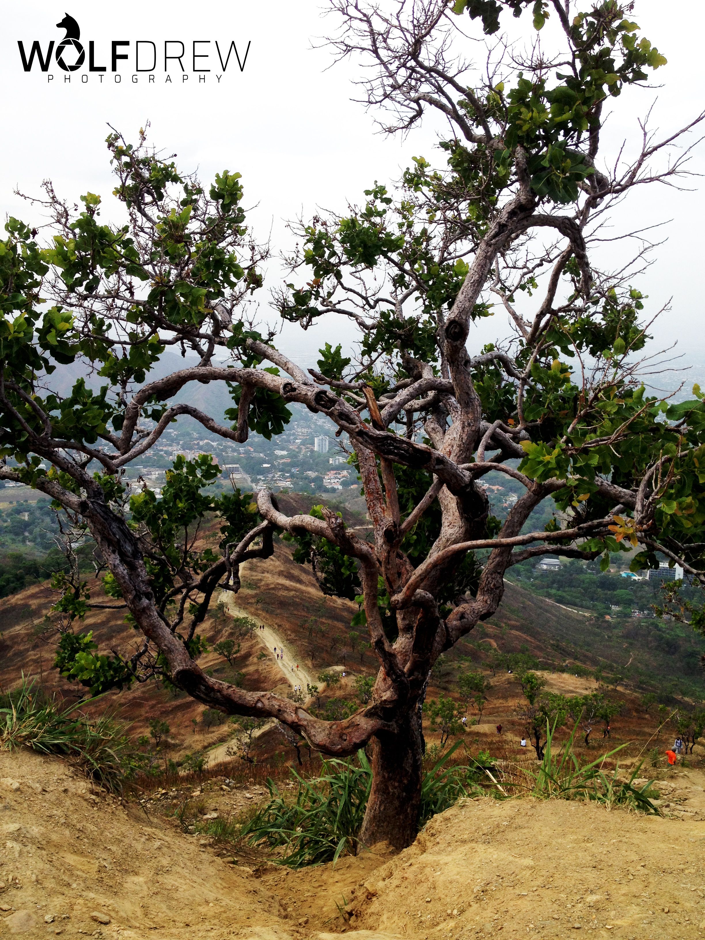 Arbol Montaña Hotel Maracay.jpg