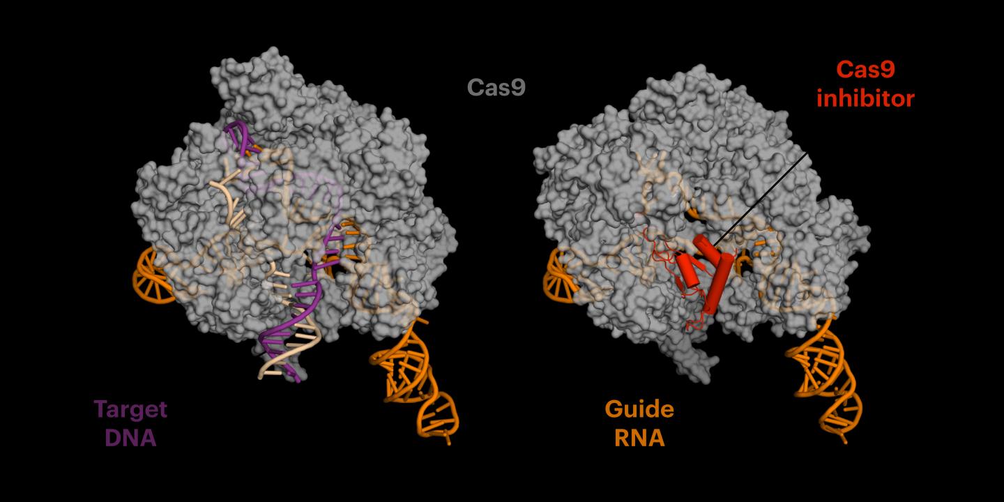 crispr_eaad1c9a8b4230b2968595f442da4255.jpg