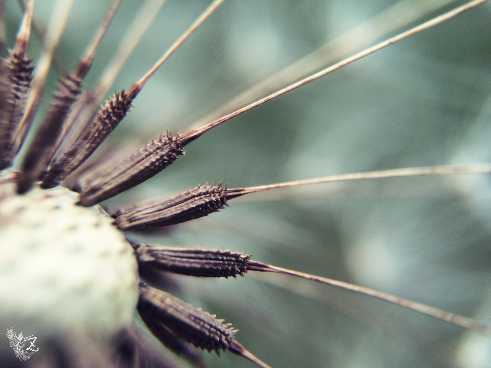 i-macro-16.jpg