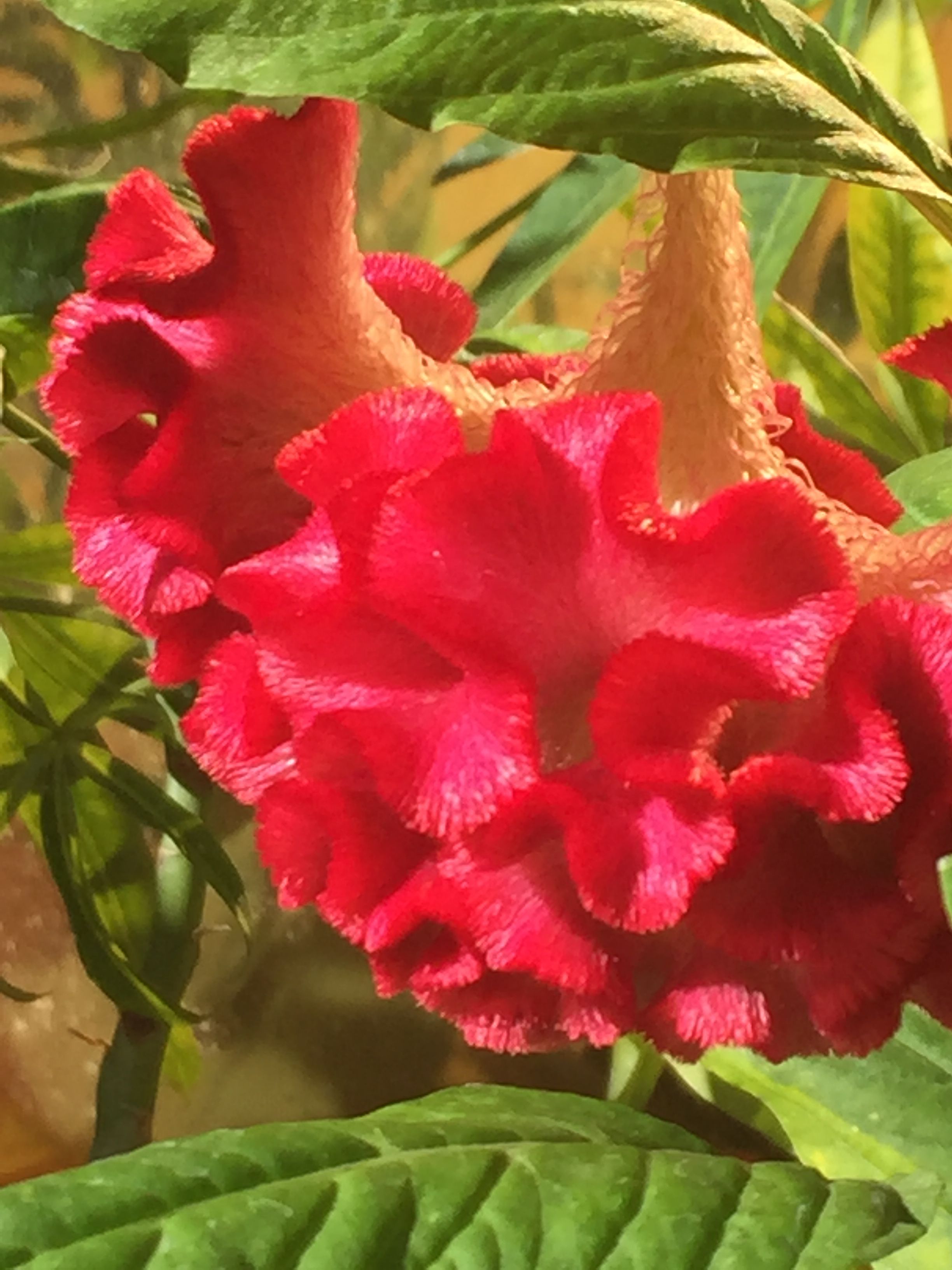 6FF5A797-5B6E-4F07-9B1B-FD28D36C459D.jpeg