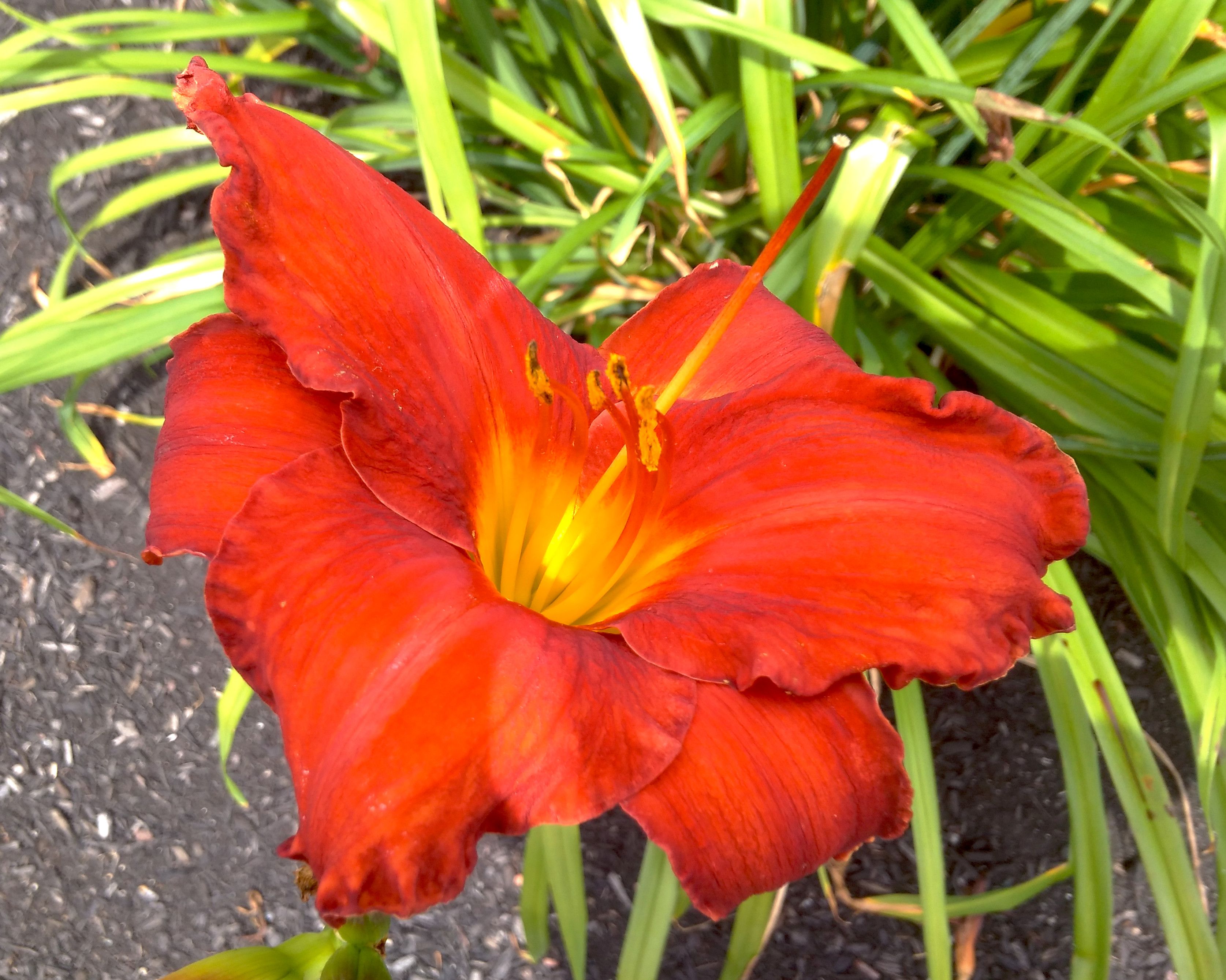 Flowers In Leominster Ma Best Flower Site