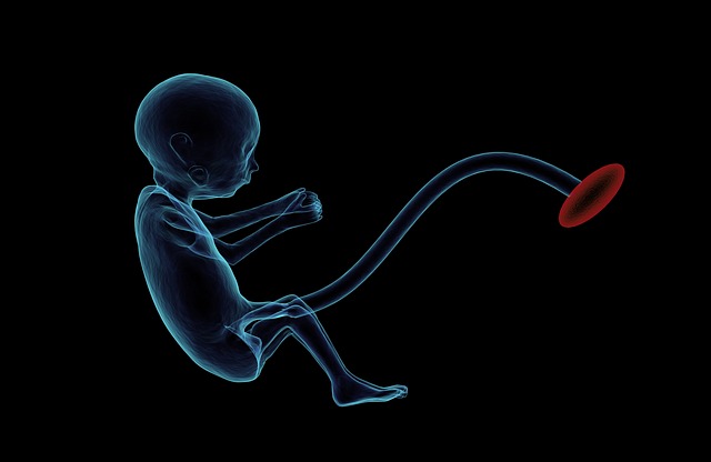 fetus-1788082_640.jpg