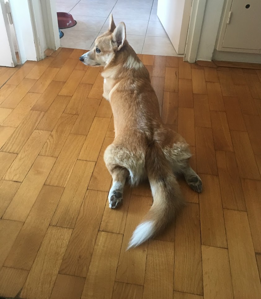 sploot2.JPG