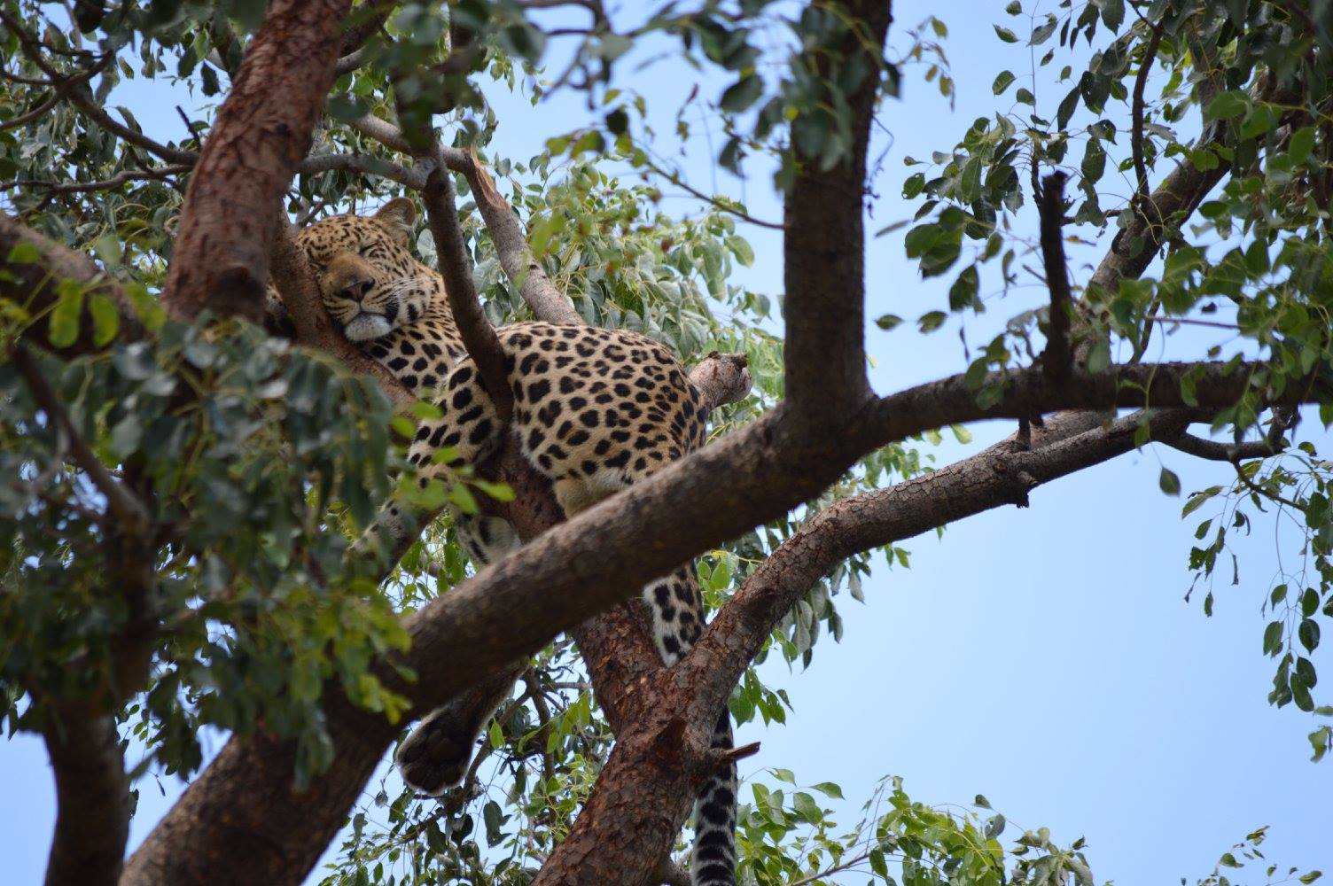 Leopard.jpg