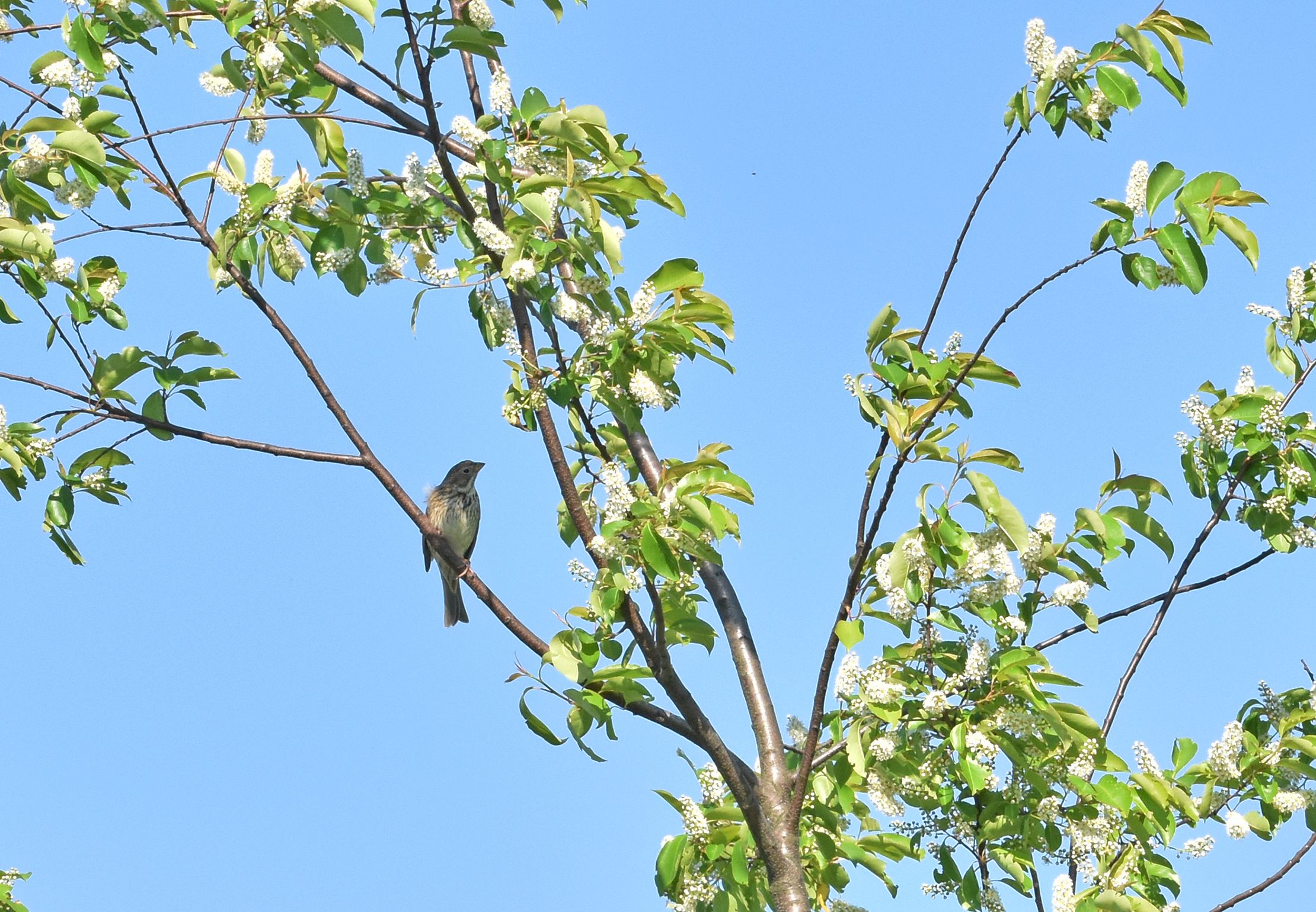 bird tree blue sky 2.jpg