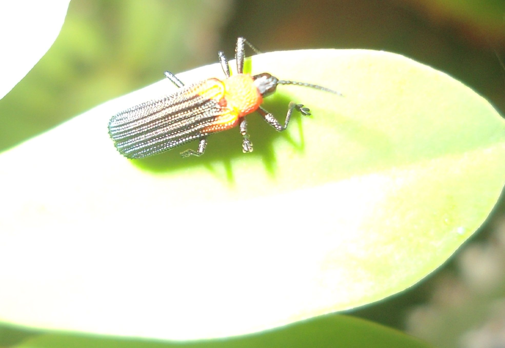 insecto en el cactus-papa.jpg