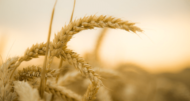 wheat-867608_640.png