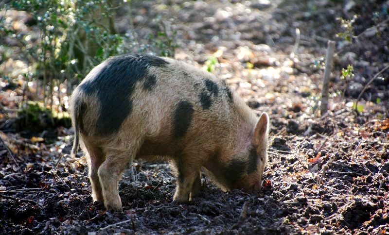 Boar4.jpg