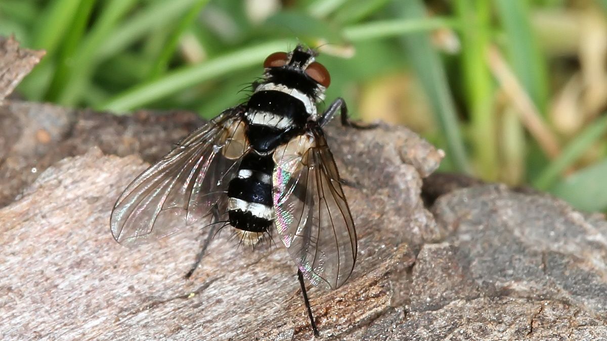 Insects Diptera Tachinidae Trigonospila sp n3 BY 2017-10-10.jpg