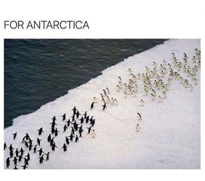 The-last-stand-of-the-penguins.jpg