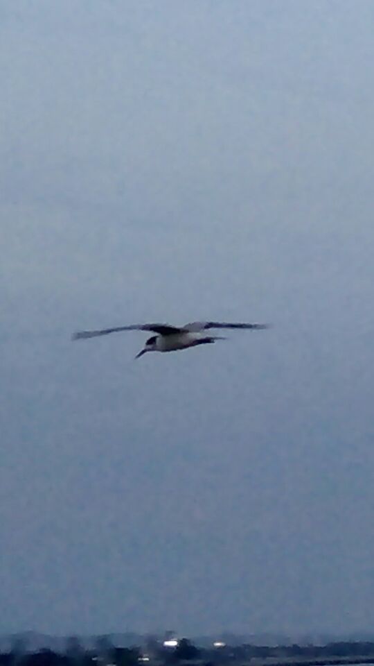 Photography The Seagulls In The Sea Foto Burung Camar Di