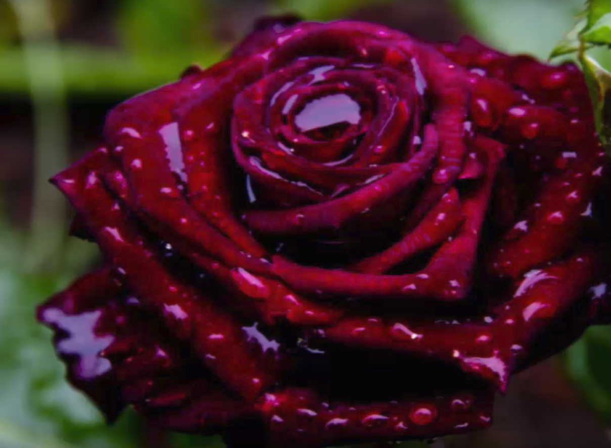 Beautiful rose.png