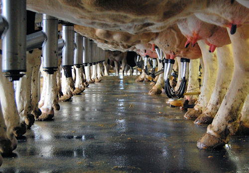 mastitis-in-cows-filthy-conditions.jpg