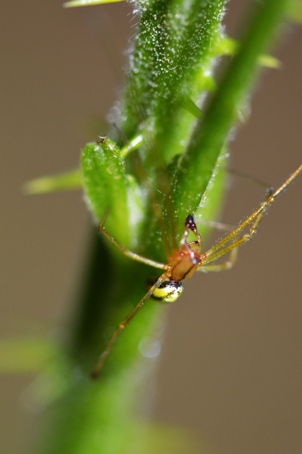 122774557051 - lots of odd looking spiders in epping forest this.jpg