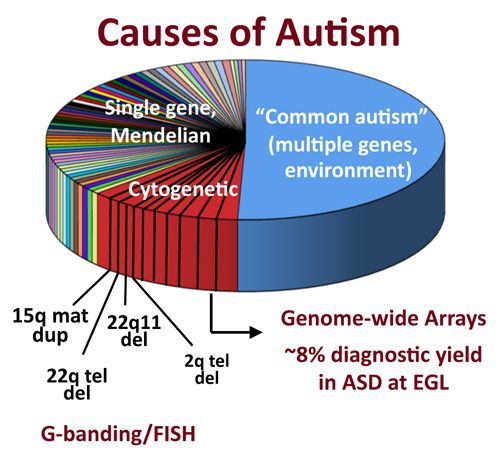 728c86748647b6374dce3d64dde871c1--health-and-wellness-news-causes-of-autism.jpg